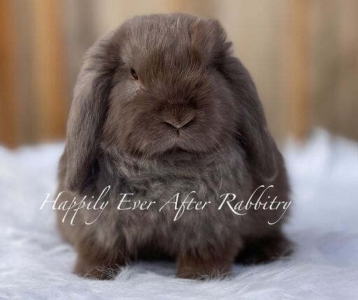 Cuteness alert! Explore the world of rabbits for sale and meet your new buddy!