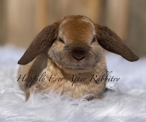 Adopt a Playful Mini Plush Lop Bunny Today