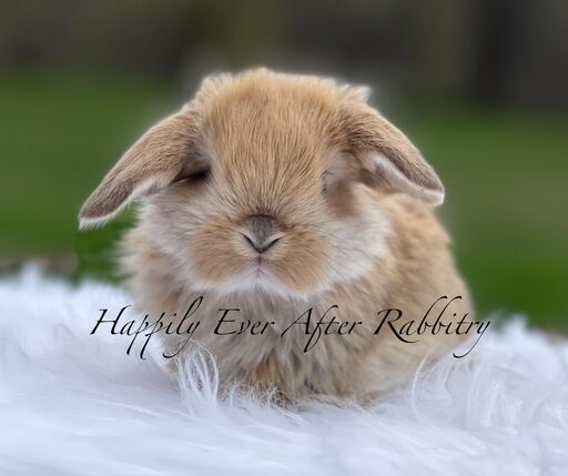 Discover Available Mini Lop Bunnies in Robesonia, PA