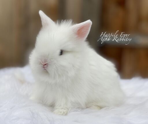 Adorable Rabbits For Sale Near Me