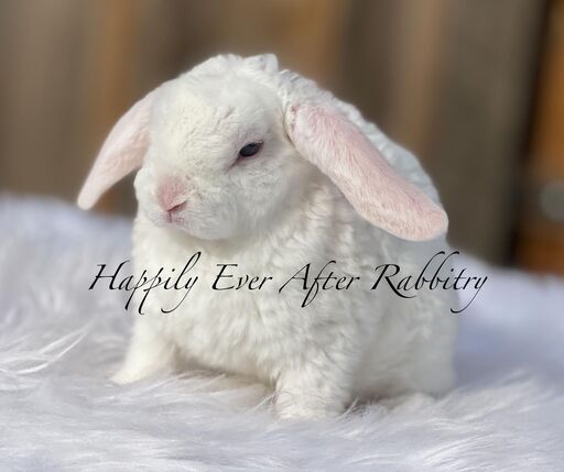 Cute Mini Plush Lop Bunnys Ready for New Homes