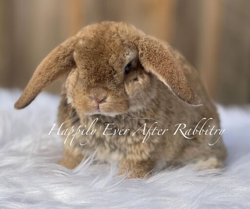 Hop into your heart - Rabbits for sale near me, the perfect pets close by!