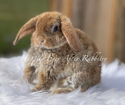 Snuggle up to local charm - Rabbits for sale near me, your ideal pets await!