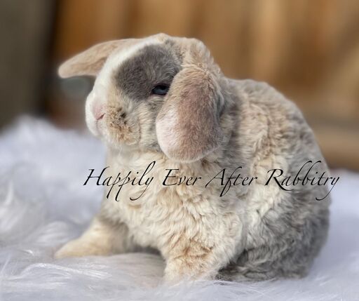 Nearby fluff alert! Rabbits for sale near me - Find your new adorable companions!