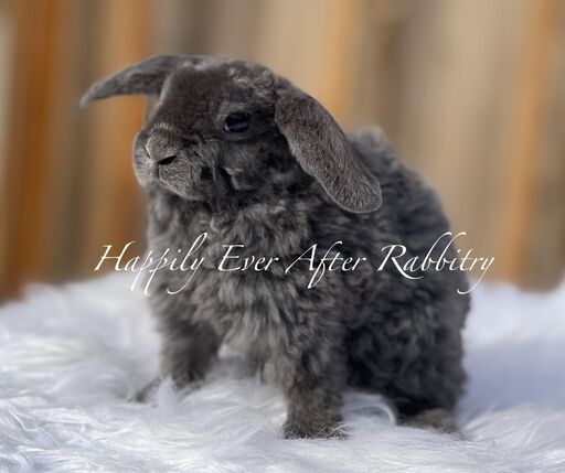 Adopt a Mini Plush Lop Bunny from Happily Ever Rabbitry - Conveniently Located in PA