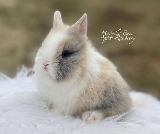 Discover Available Lionhead Bunnies in PA, NJ, and NY