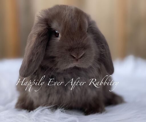 Fluffy companionship at your fingertips - Browse our selection of rabbits for sale.