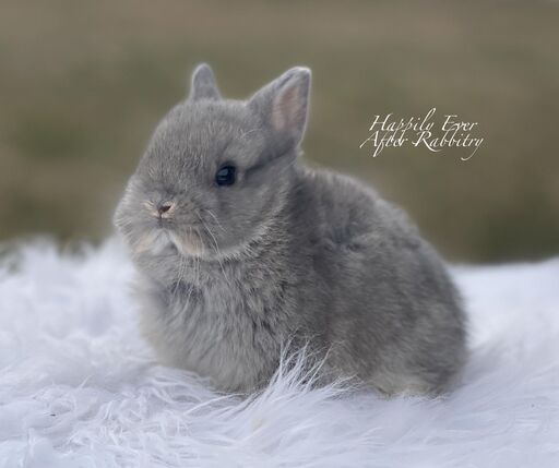 Explore Our Netherland Dwarfs - Perfect Bunnies for Sale