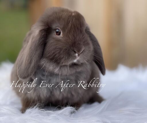 Unlock joy with our adorable rabbits for sale - Find your perfect match!