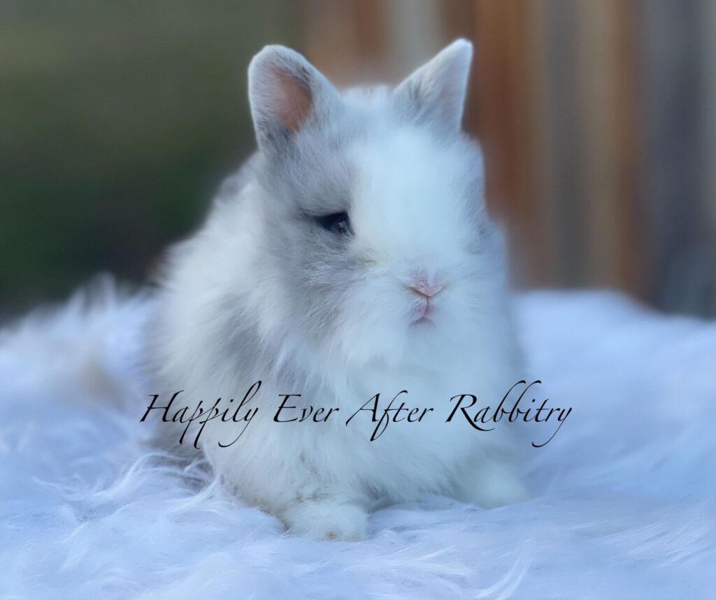 Adopt a bundle of joy - Discover our irresistible bunny for sale