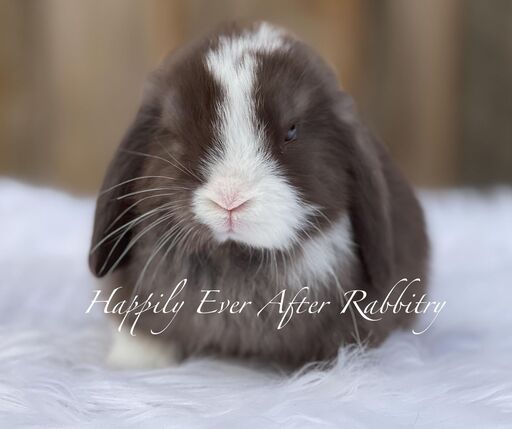Browse our selection of rabbits for sale