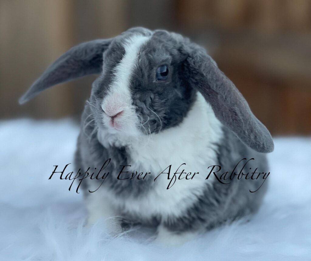 Adorable Mini Plush Lop Bunny Available for Adoption