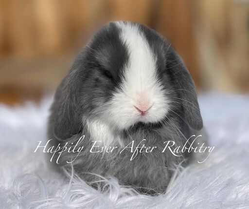 Local joy! Adorable rabbits for sale near you - Find your perfect match!