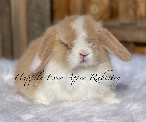 Find the perfect bunny companion near you