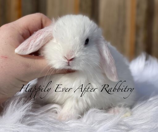 Local love in fur - Rabbits for sale near me, your cuddly pals are waiting!