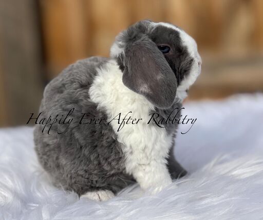 Discover local cuteness - Rabbits for sale near me, your sweet companions nearby!