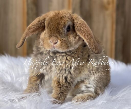 Snuggle up to local charm - Rabbits for sale near me, your ideal pets await!