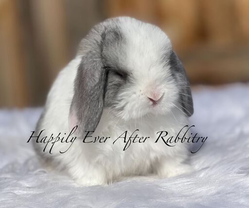Adopt a bundle of joy - Discover our irresistible bunny for sale!