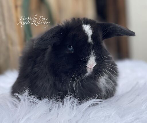 Adopt a Holland Lop Bunny from Happily Ever After Rabbitry - Conveniently Located in Bernville, PA