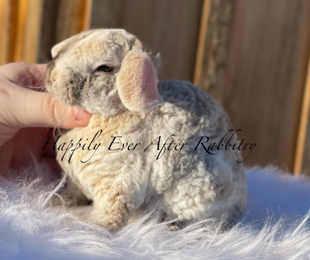 Discover Available Mini Plush Lop Bunnies in NJ, PA, and NY