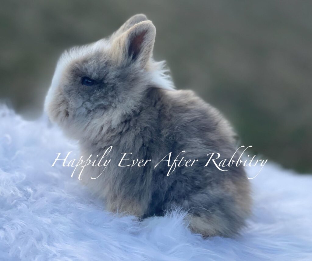 Ready for love? Bunny for sale - Find your perfect pet match today!