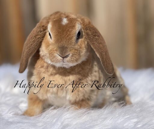 Discover a variety of rabbits looking for new homes
