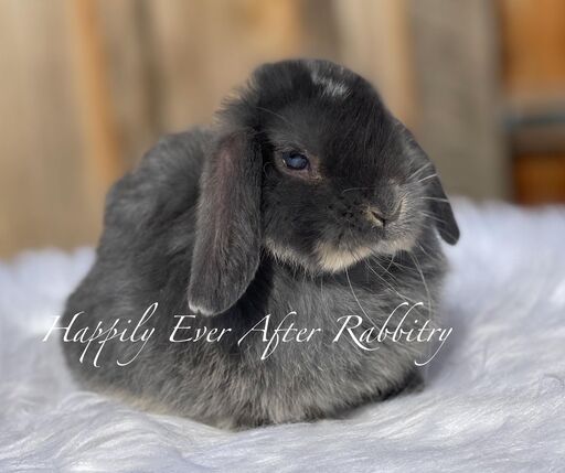 Explore Our Holland Lops - Perfect Bunnies for Sale