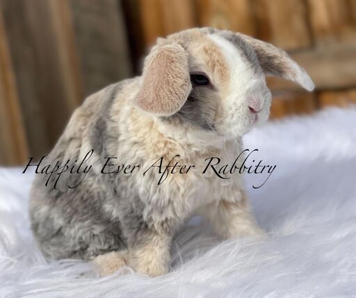 Nearby fluff alert! Rabbits for sale near me - Find your new adorable companions!