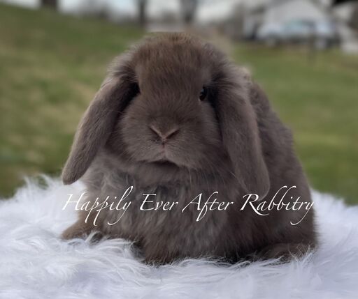 Discover love in every hop - Explore our charming rabbits for sale!