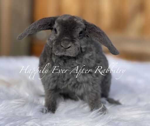 Adopt a Mini Plush Lop Bunny from Happily Ever Rabbitry - Conveniently Located in PA