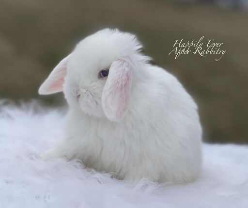 Adorable Holland Lop Bunny Available for Adoption