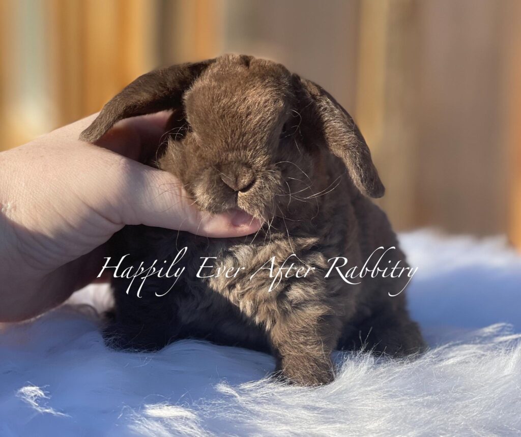 Adopt Your New Bunny Companion - Mini Plush Lop for Sale
