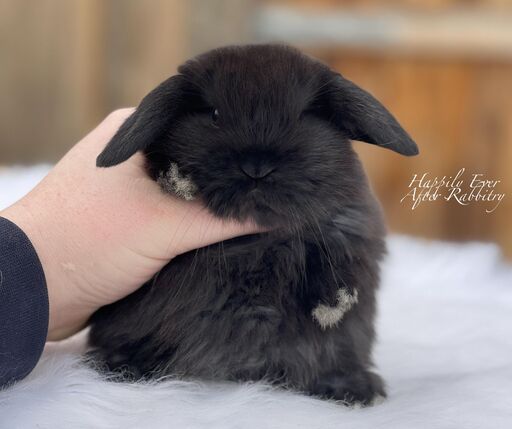 Super cute Holland Lop Bunny
