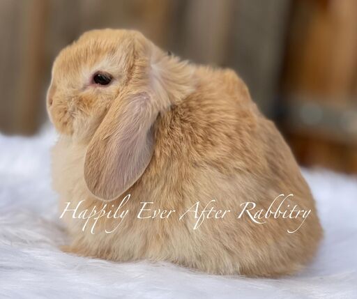 Adopt happiness - Find your ideal furry companion in our rabbits for sale.