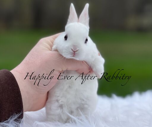 Mini Rex Bunnys - Your Perfect Companion Awaits