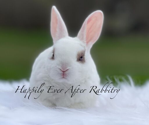 Adopt Your New Bunny Companion - Mini Rex for Sale