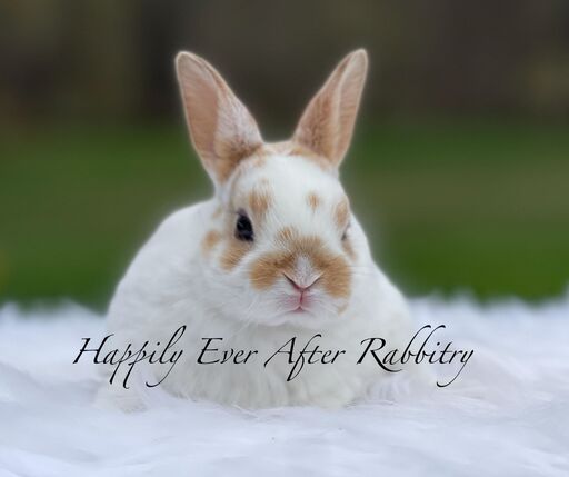 Your dream bunny is waiting nearby - check out bunnies for sale near me.