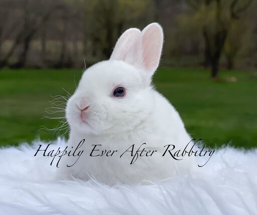 Mini Rex Bunnys - Your Perfect Companion Awaits