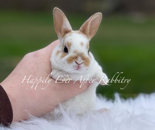 Your dream bunny is waiting nearby - check out bunnies for sale near me.