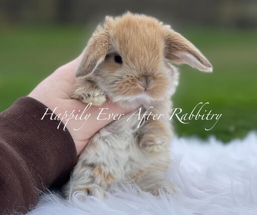 Discover Available Mini Lop Bunnies in Robesonia, PA