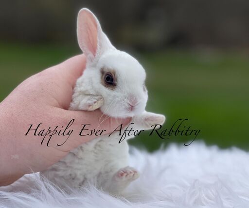 Adopt Your New Bunny Companion - Mini Rex for Sale