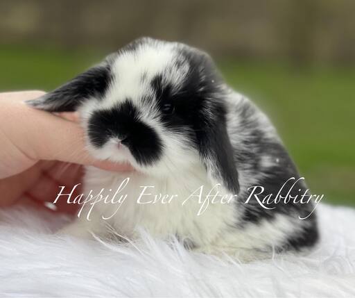 mini lop bunny rabbits for sale