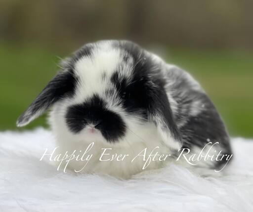 mini lop bunny rabbits for sale