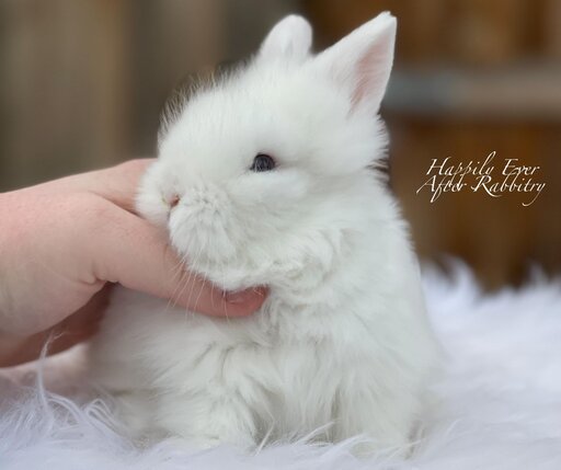Snuggle into joy - Bunny for sale, waiting to fill your heart!