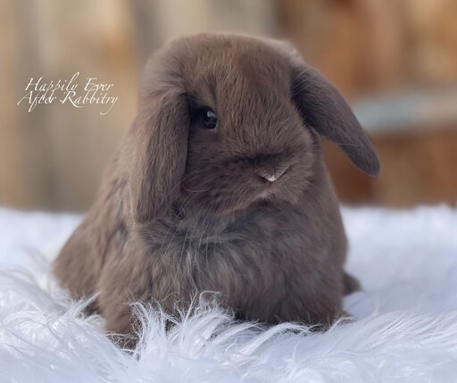 Discover the perfect bunny for sale