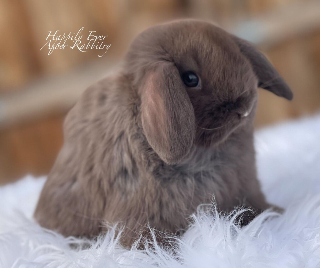 Discover the perfect bunny for sale