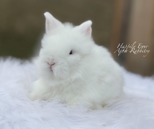 Snuggle into joy - Bunny for sale, waiting to fill your heart!