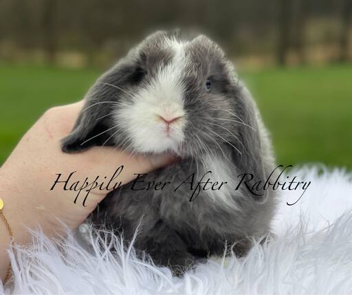 Check Out Our Holland Lops - Perfect Bunnies for Sale