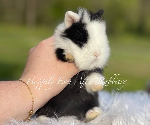 Enchanting companionship awaits - Meet our lovable bunny for sale!