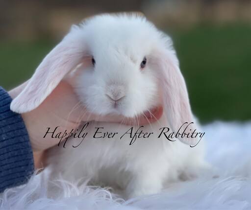 Holland Lop Bunnies Looking for Loving Homes